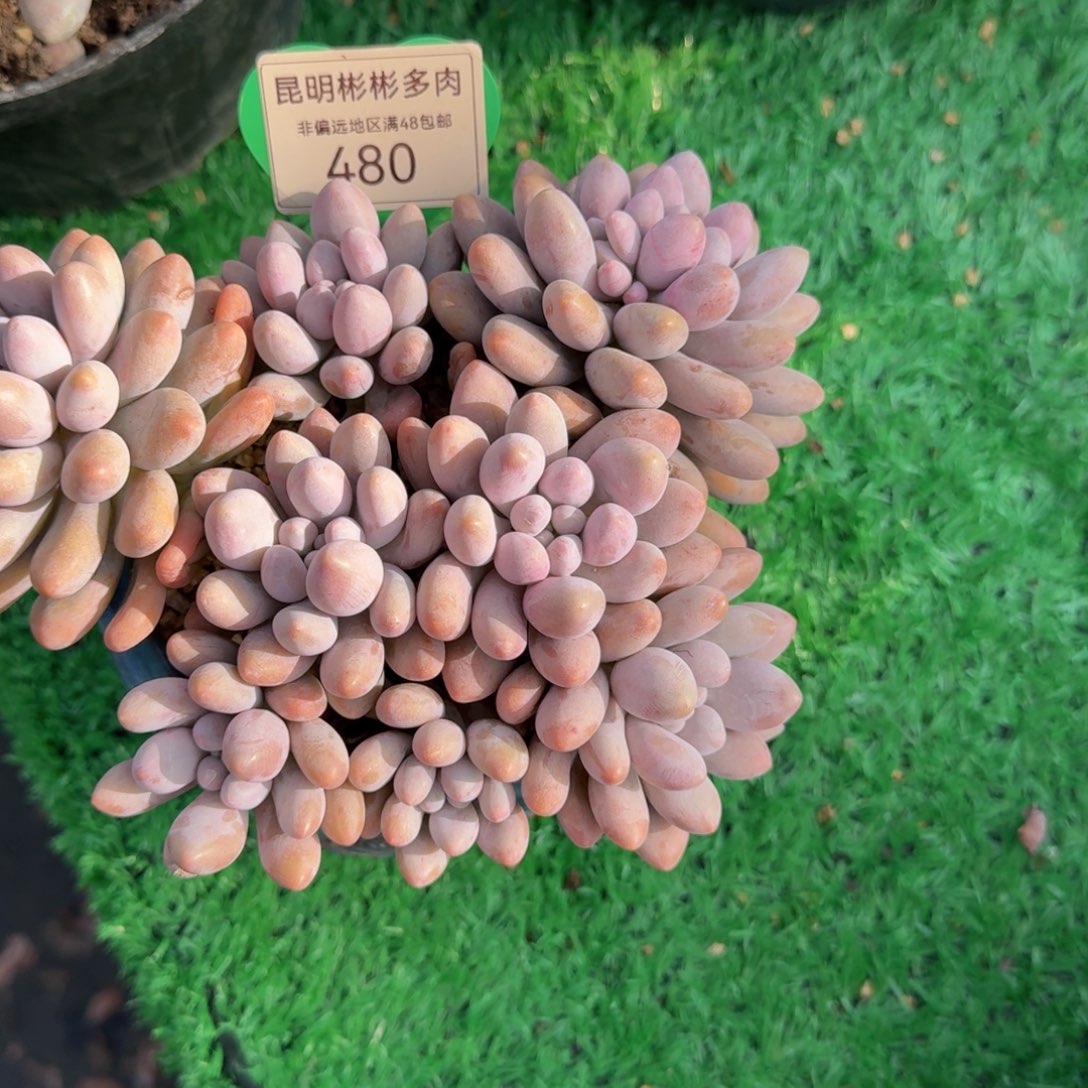 粉色恋人老桩一物一拍