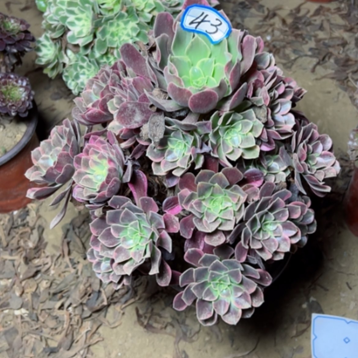 【闪购商品】封*金丝43