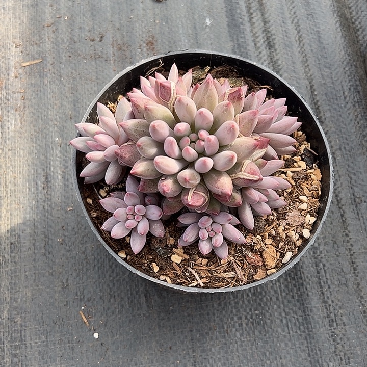 虞美人手捧雨心多头无砍