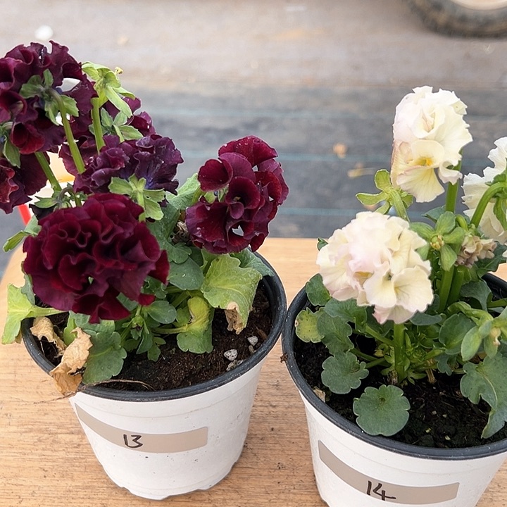 红陶抖音直播闪拍13-14