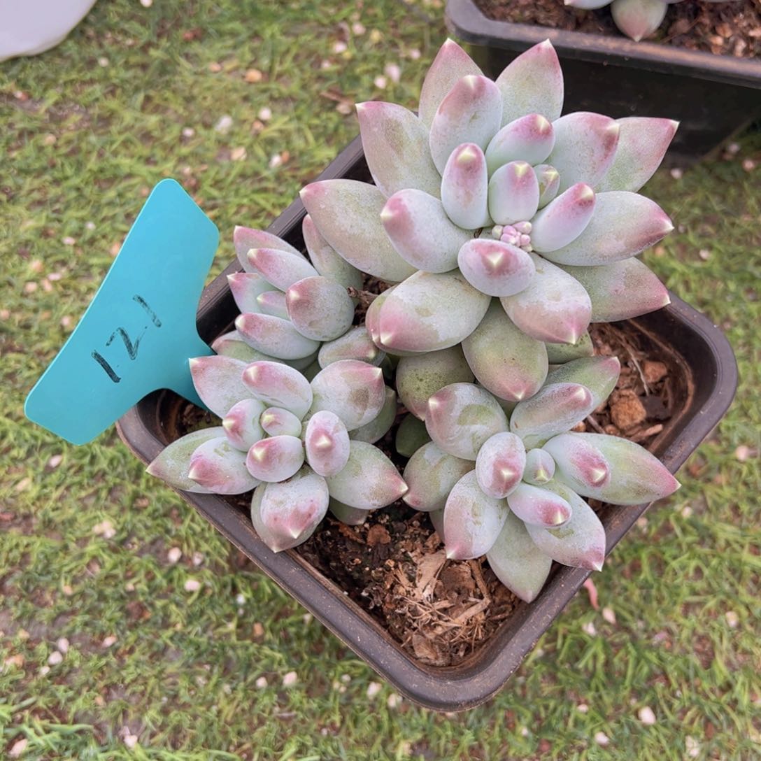 香玉的故事是一个人的故事