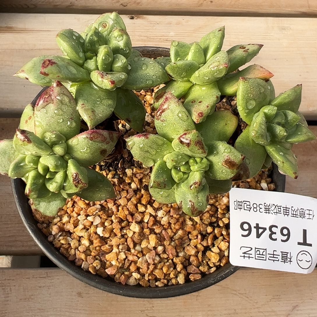 板***馆6346青岗苹果叶仙女杯