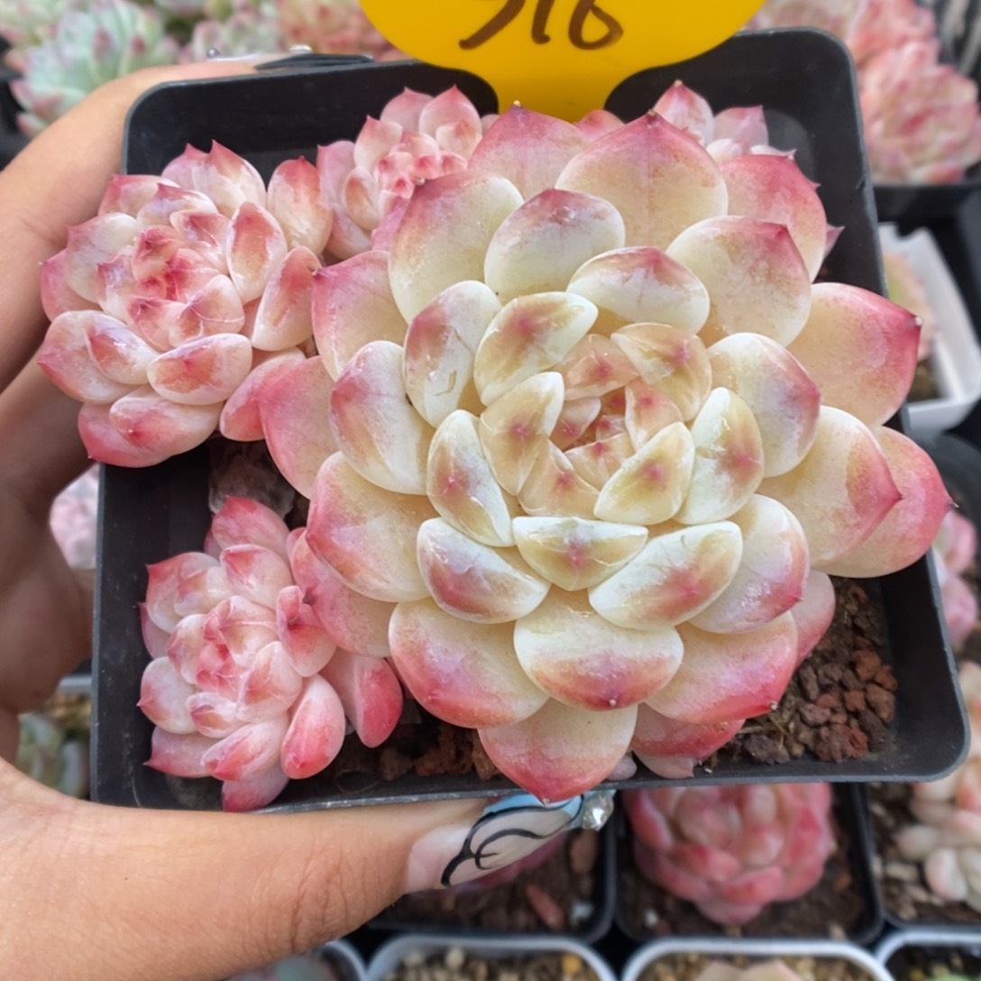 糖心粉魄群生316号。   