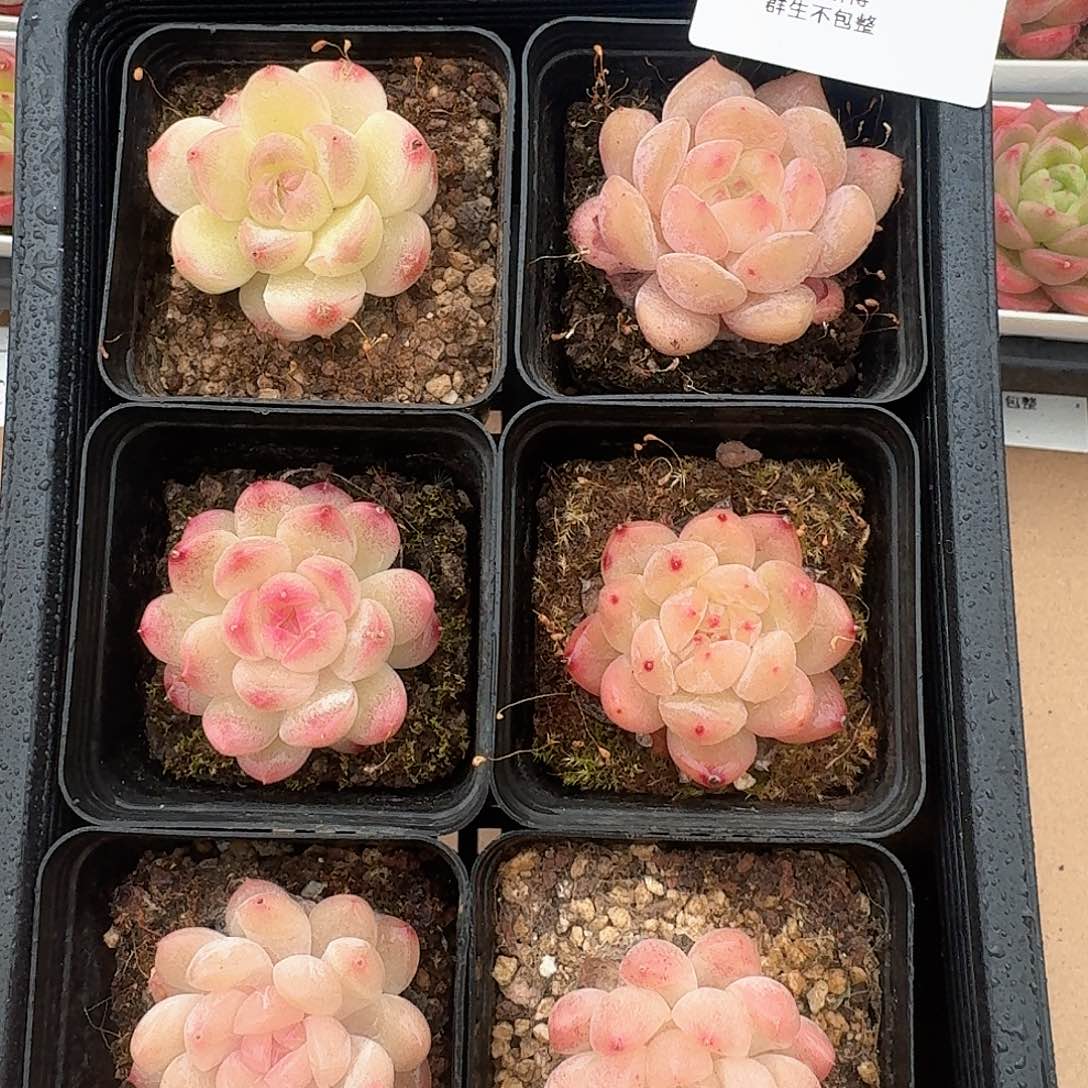 白桃系精品多肉组合