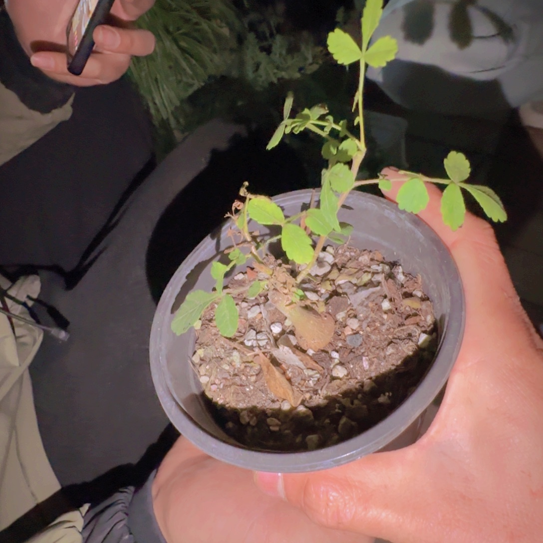 誼***块根植物块根植物