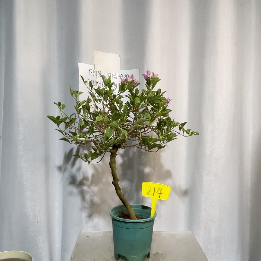 当前无花栽培后可以开花214银边雪紫