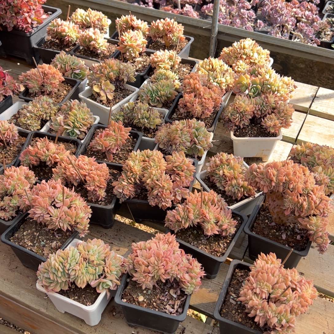 多明哥缀化。随机发货