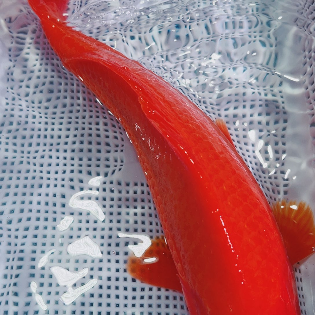 锦鲤锦鲤冷水鱼观赏