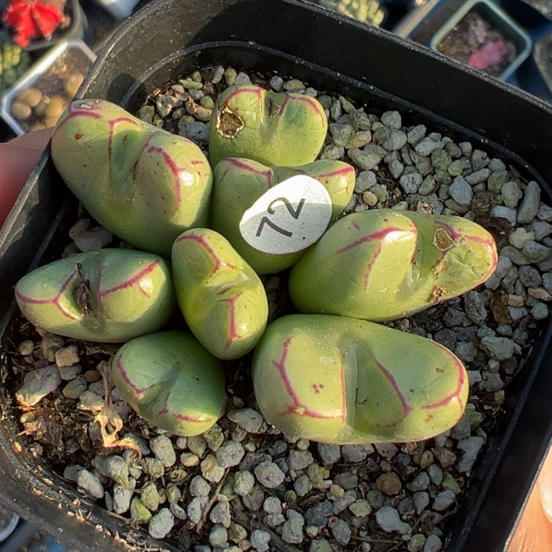 多肉植物111111111111111