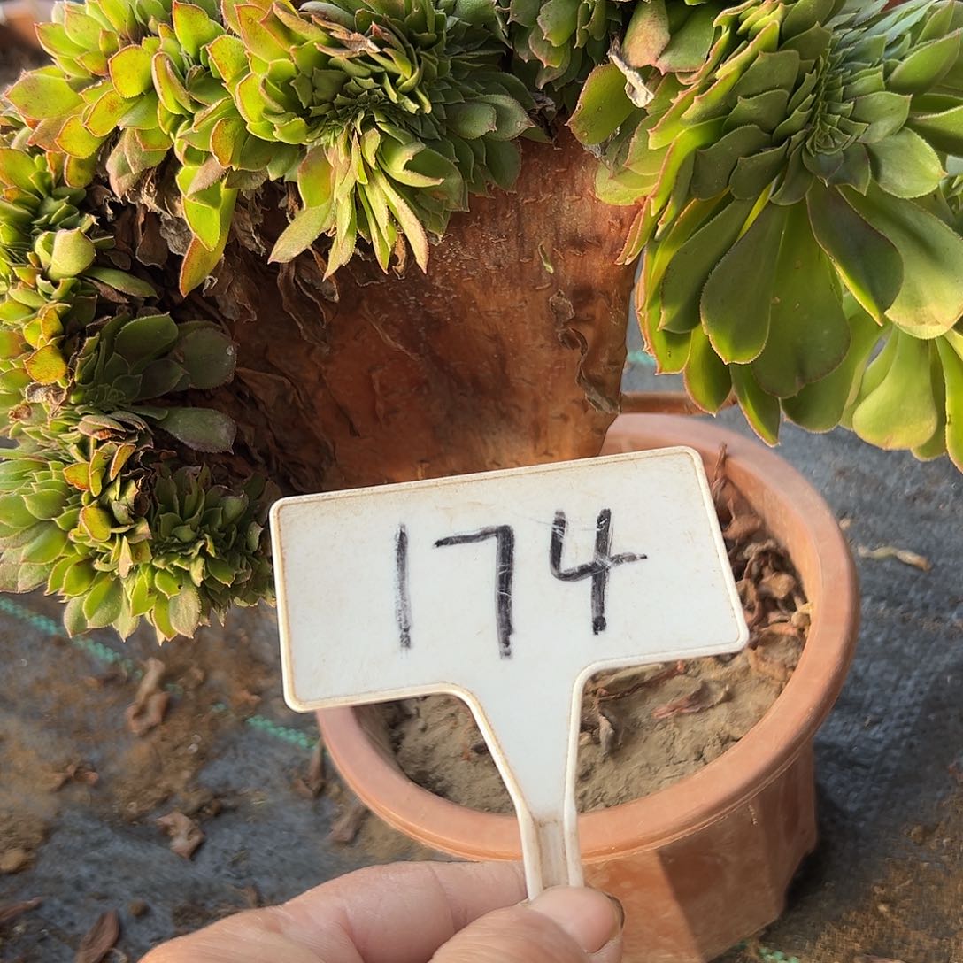 多肉植物万圣节缀花174