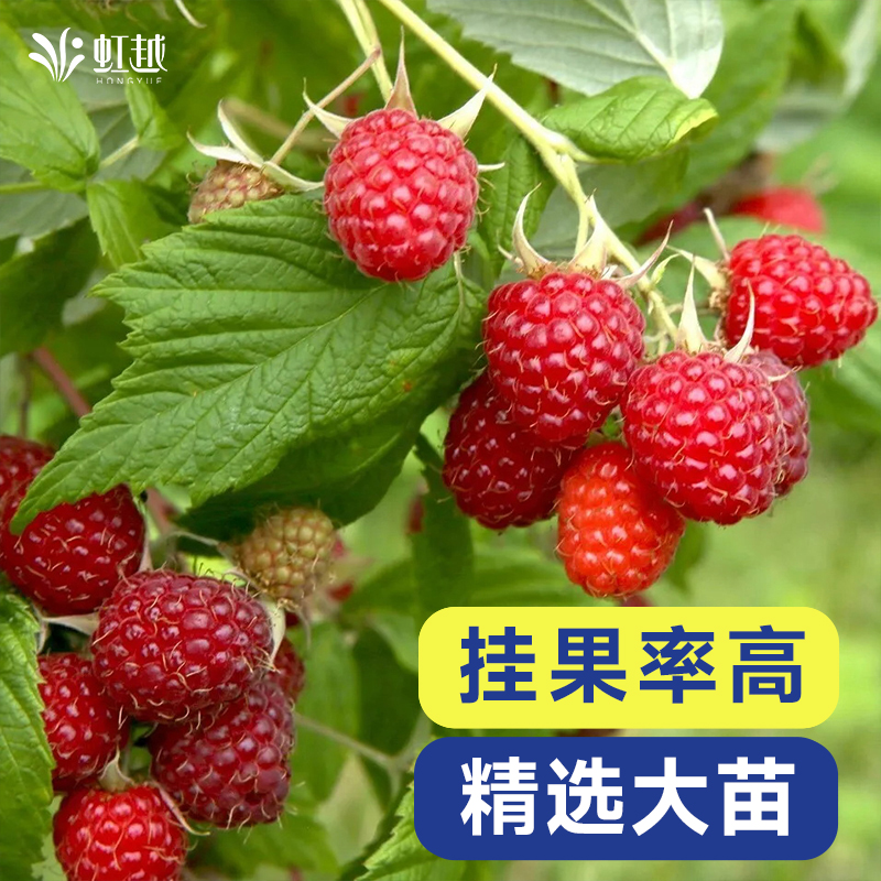 虹越果苗 | 树莓浆果盆栽苗 红果黄果可食用覆盆子黑莓果树果苗