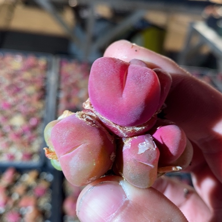 26359一个一个一个