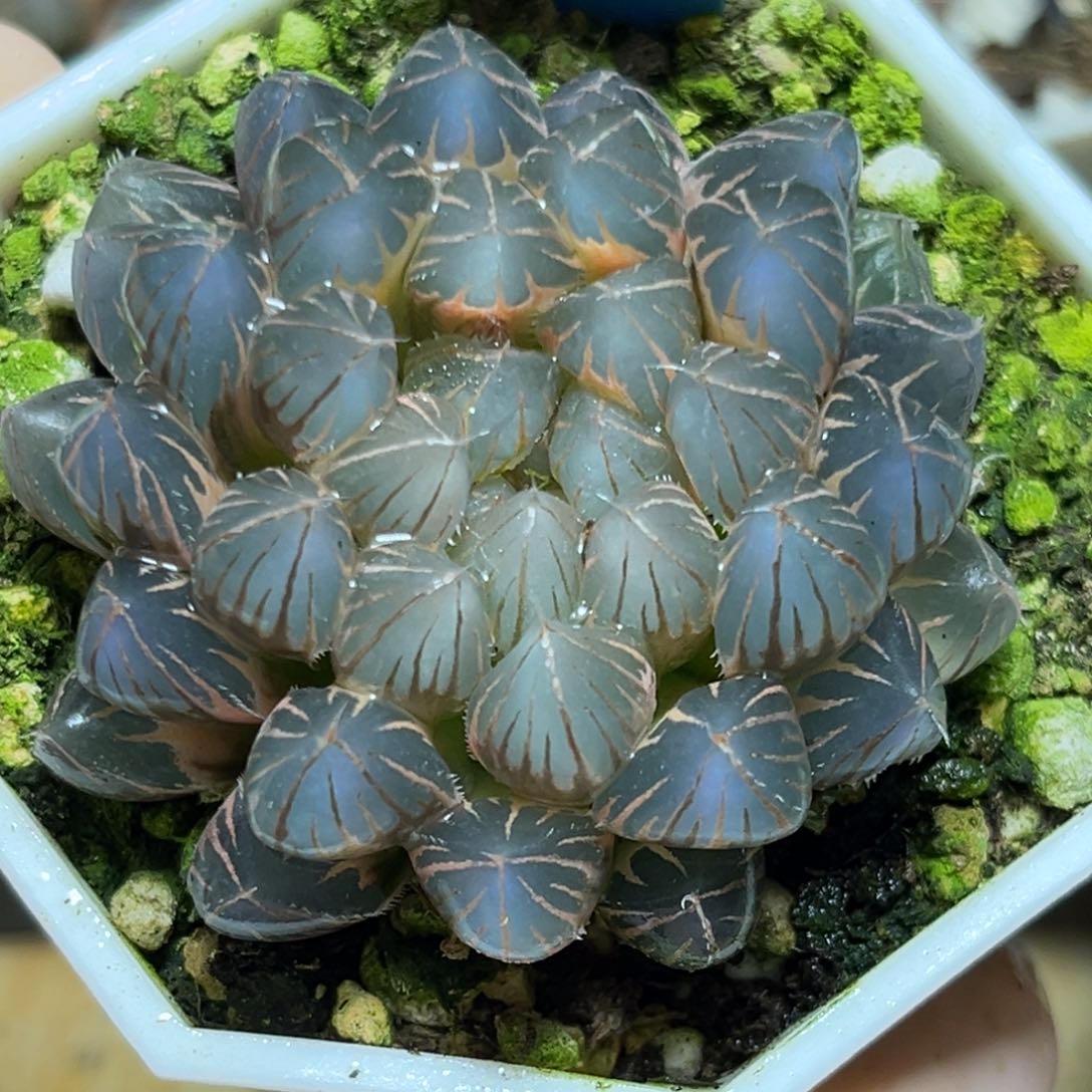恭喜发财大吉大利0436