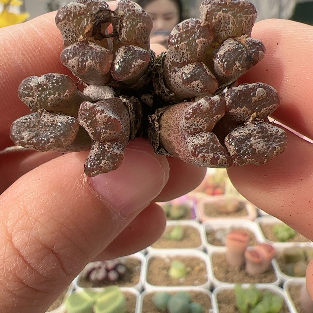 【闪购商品】307 福利