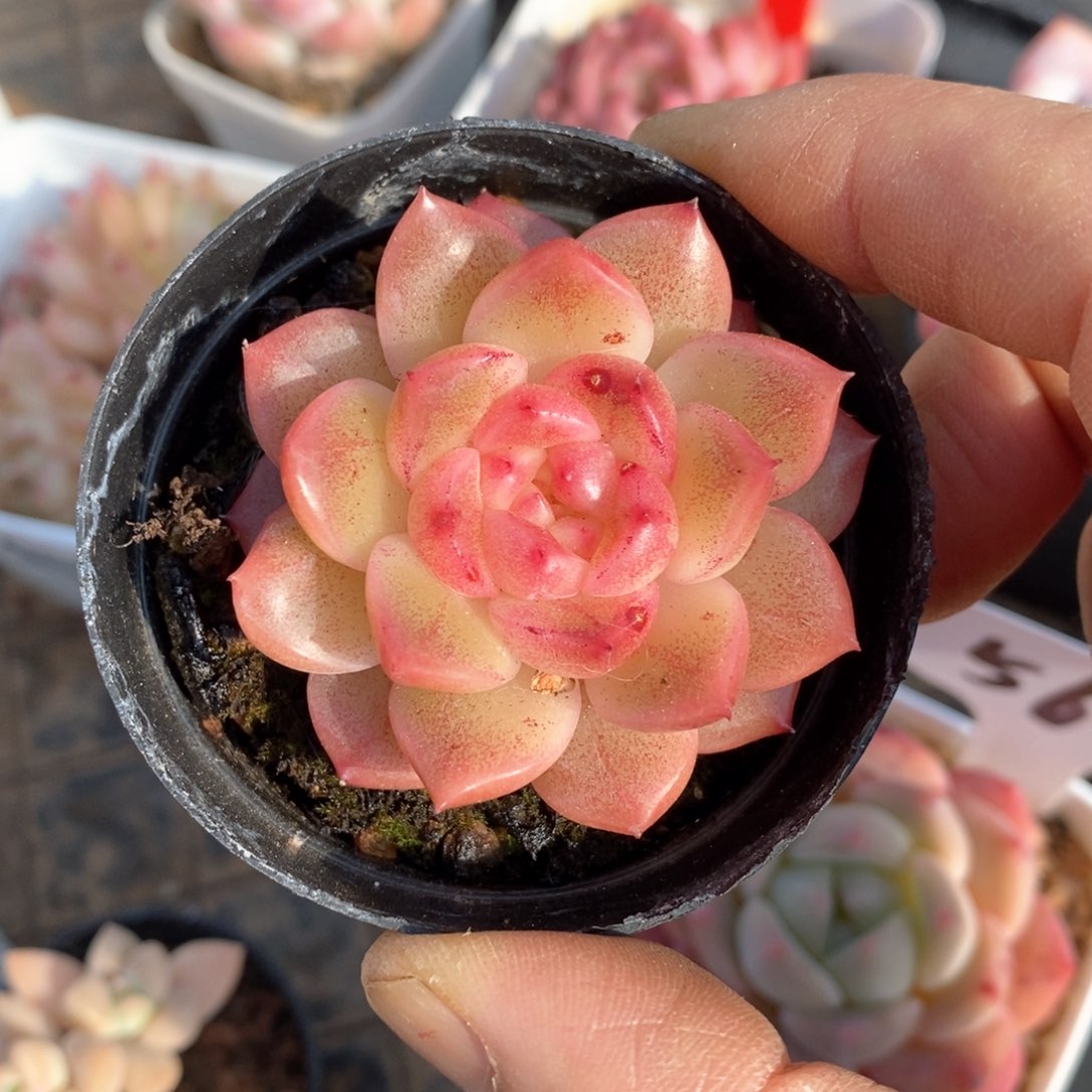 精品多肉一物一板不包整101