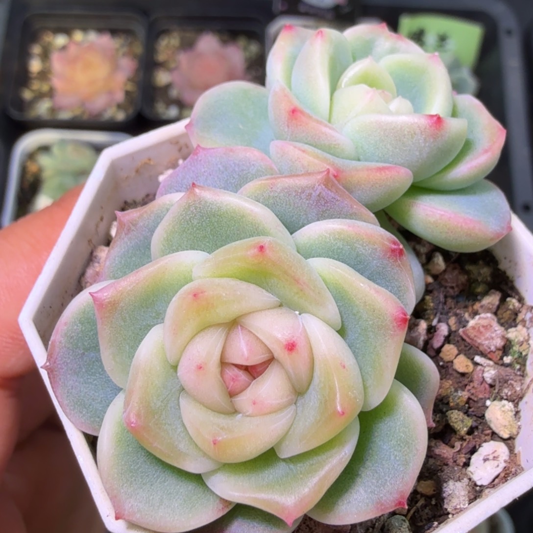 粉白甜心开播福利