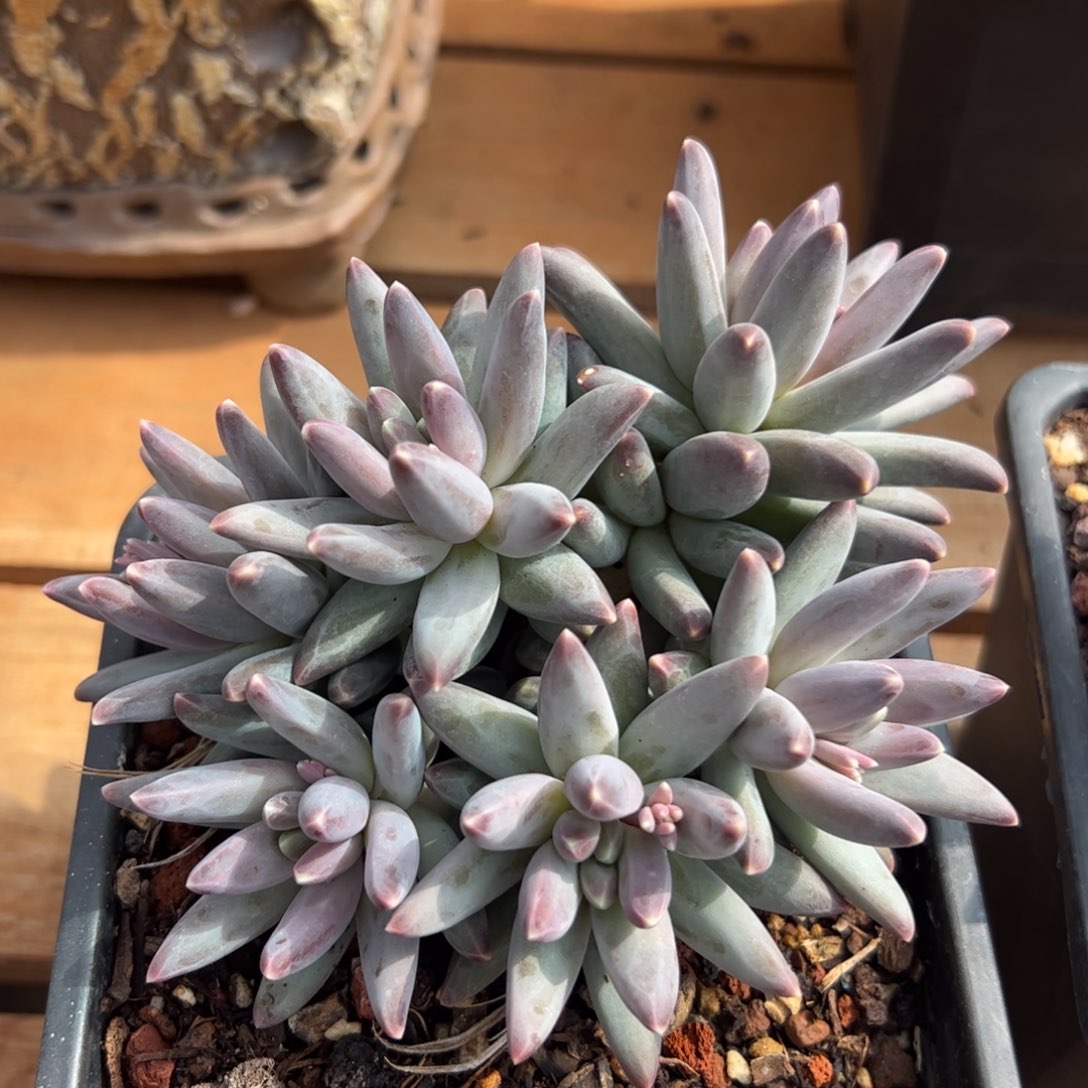 乌拉杂多肉植物好看