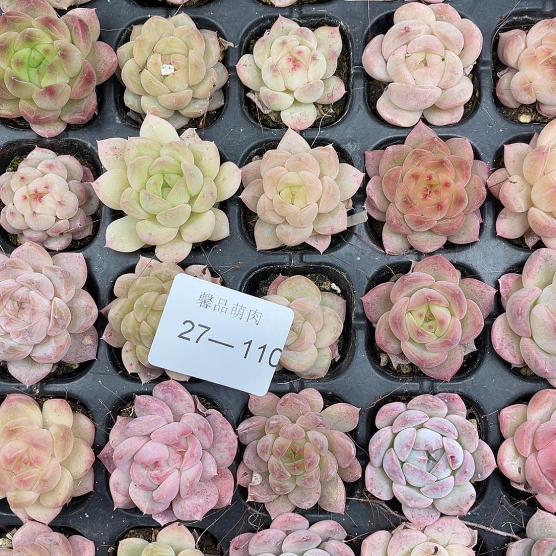 吃***子多肉一物一拍27-110