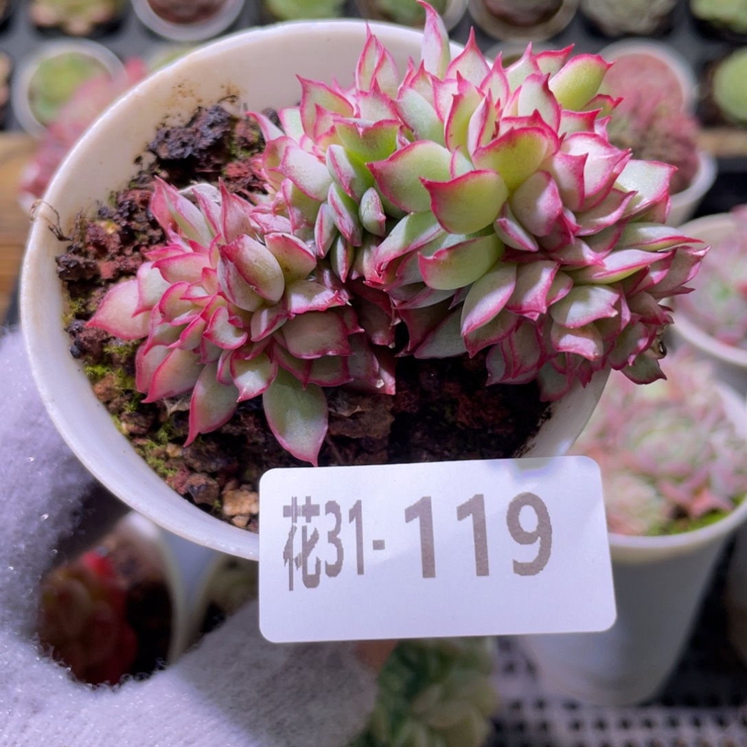 花利美31-119月光女神缀化