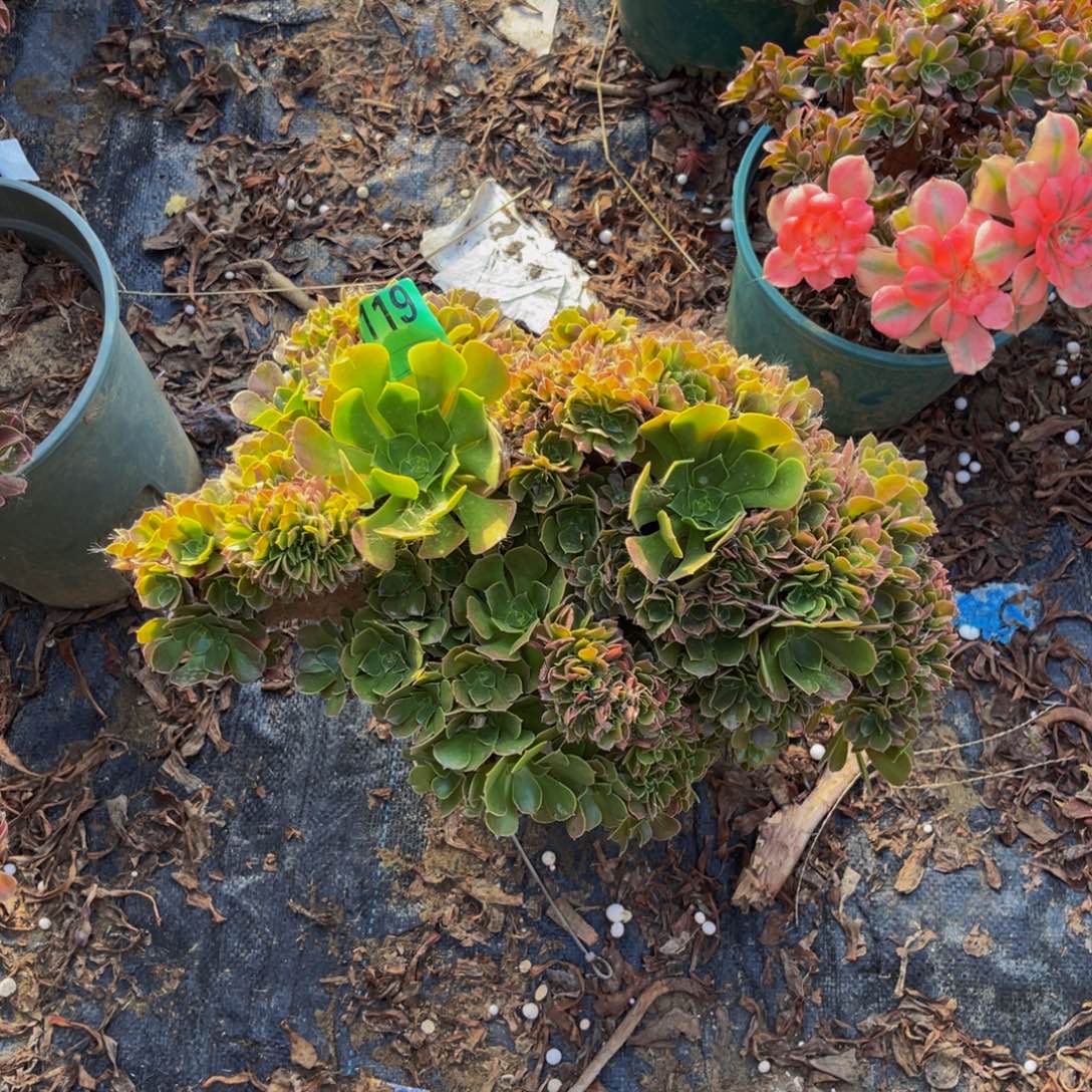 玫瑰朵朵缀化1-1¥