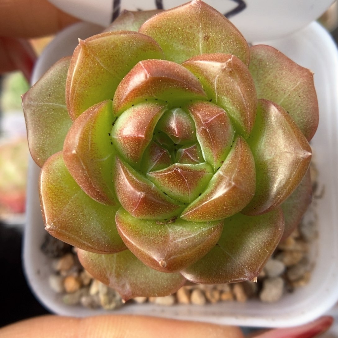 绿葡萄可拍953号。 