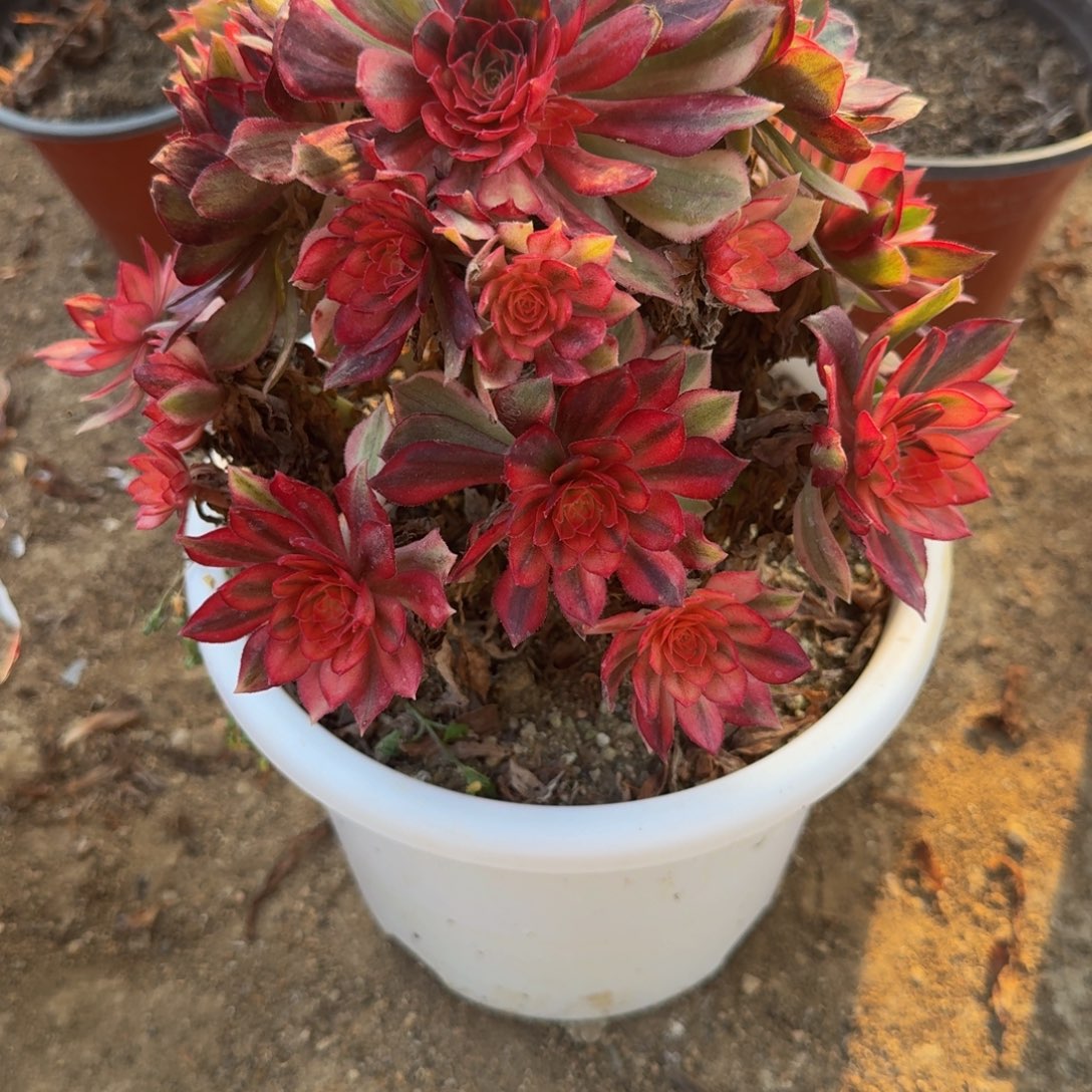 643黑魔锦。多肉植物