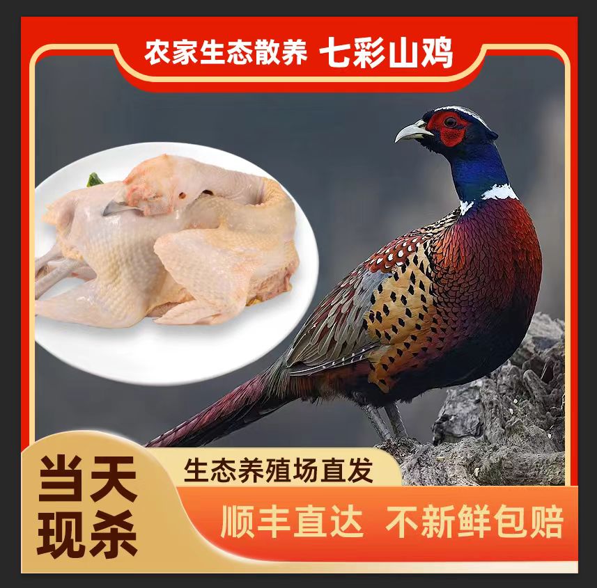 【拍一发二】带菌汤包散养山鸡养鸡场直播现宰现发煲汤新鲜少东三农