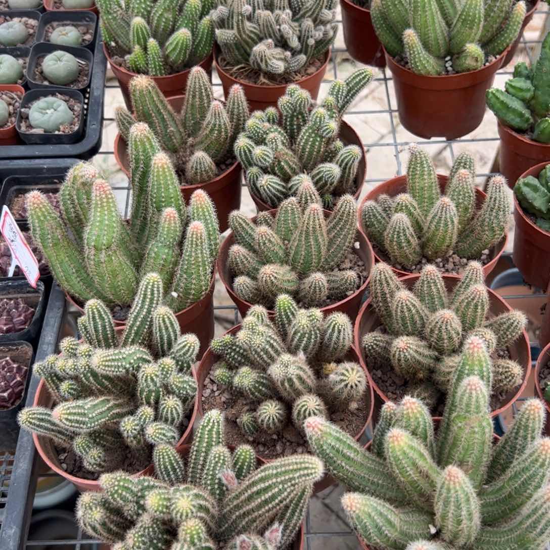 白檀 满三单发货