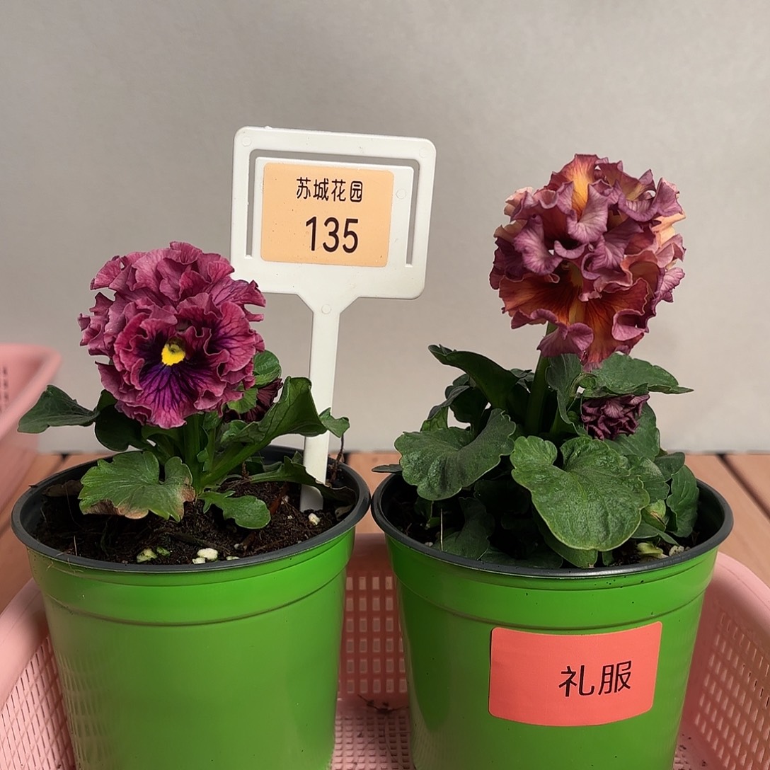 大部分开放少量花苞135