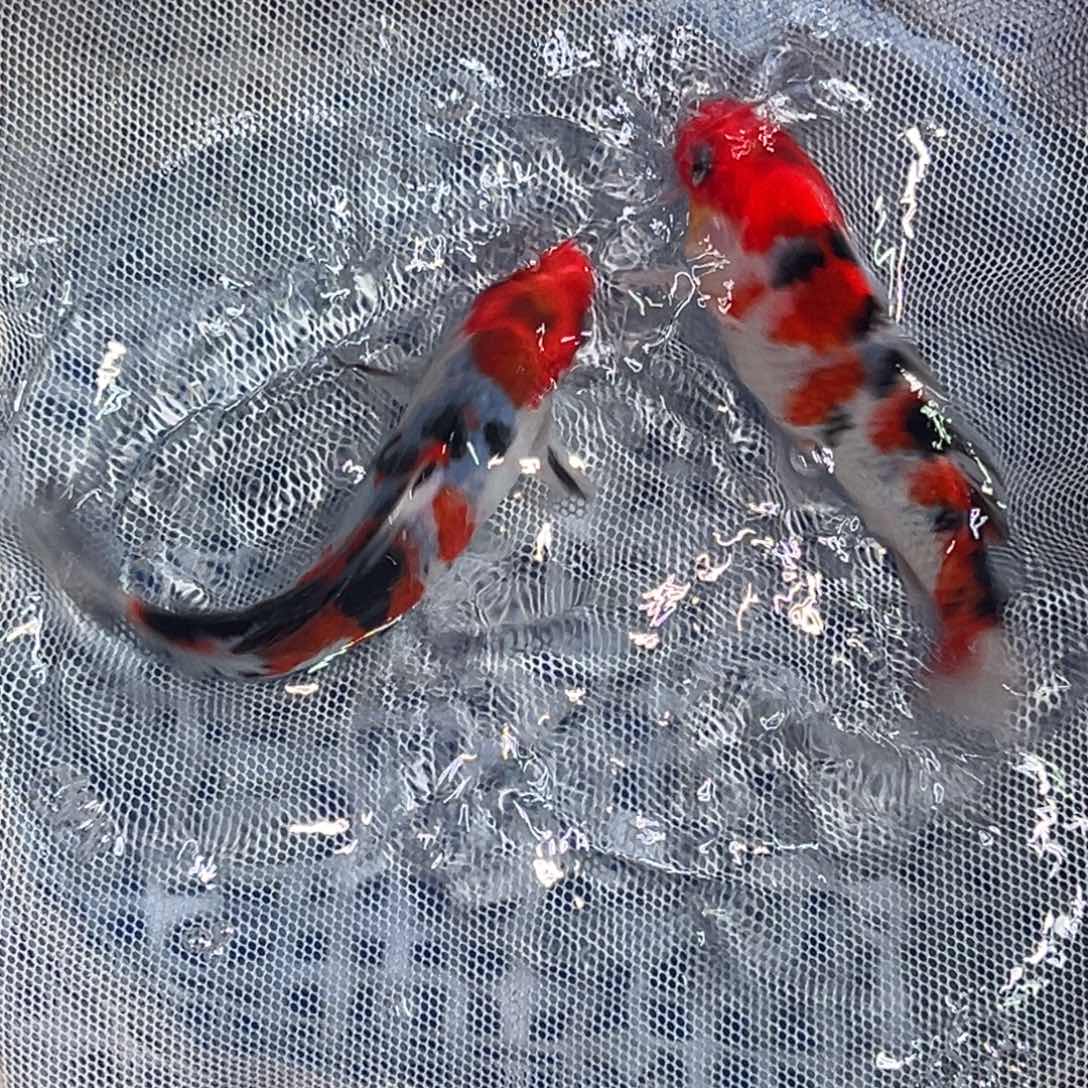 锦鲤锦鲤观赏鱼1111