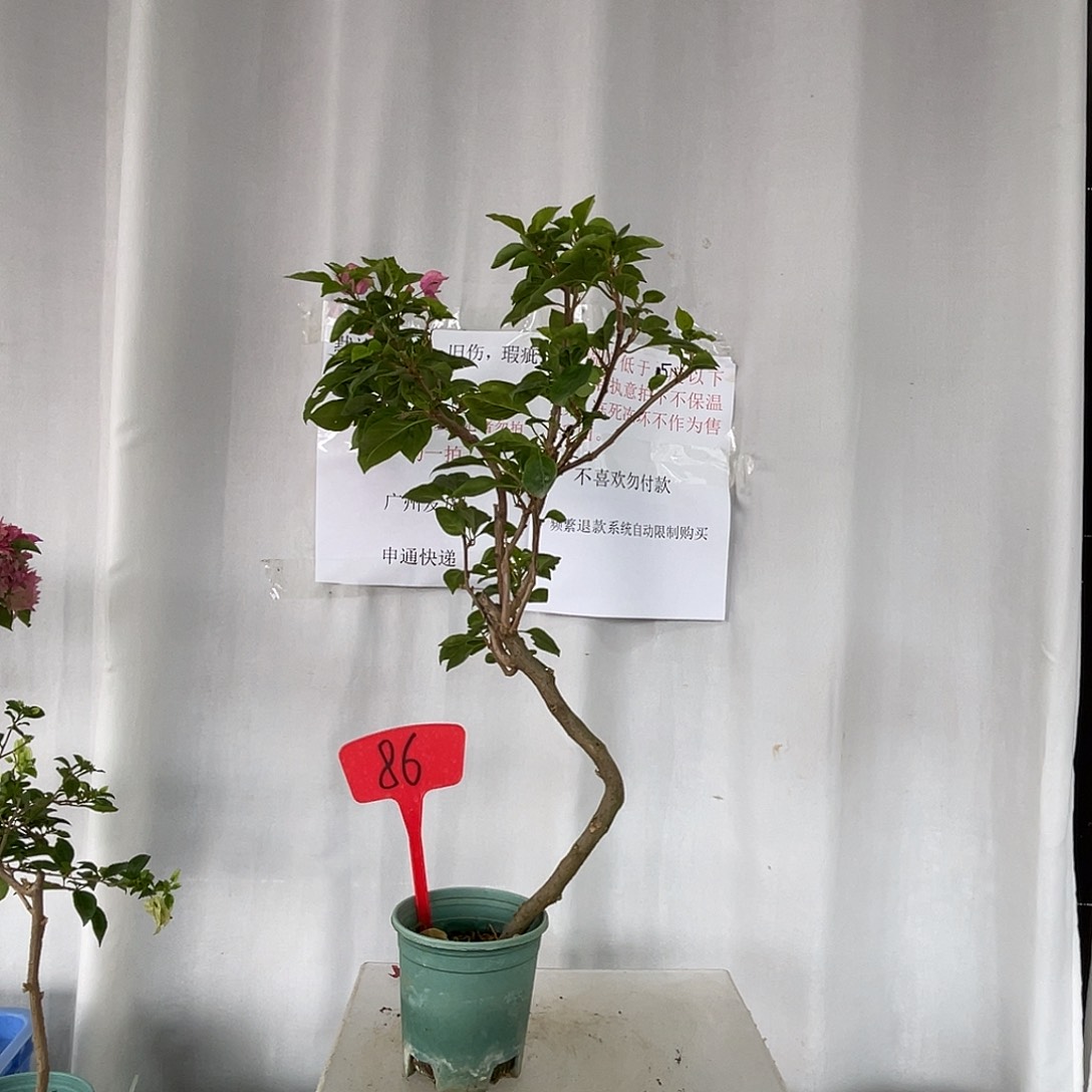 当前无花栽培后可以开花86超级玛丽
