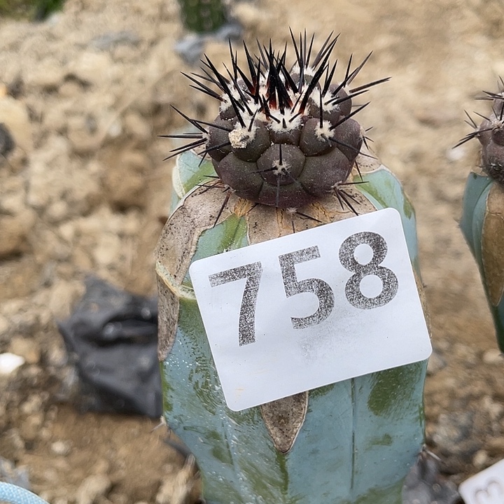 江***南758号龙神木接黑王丸