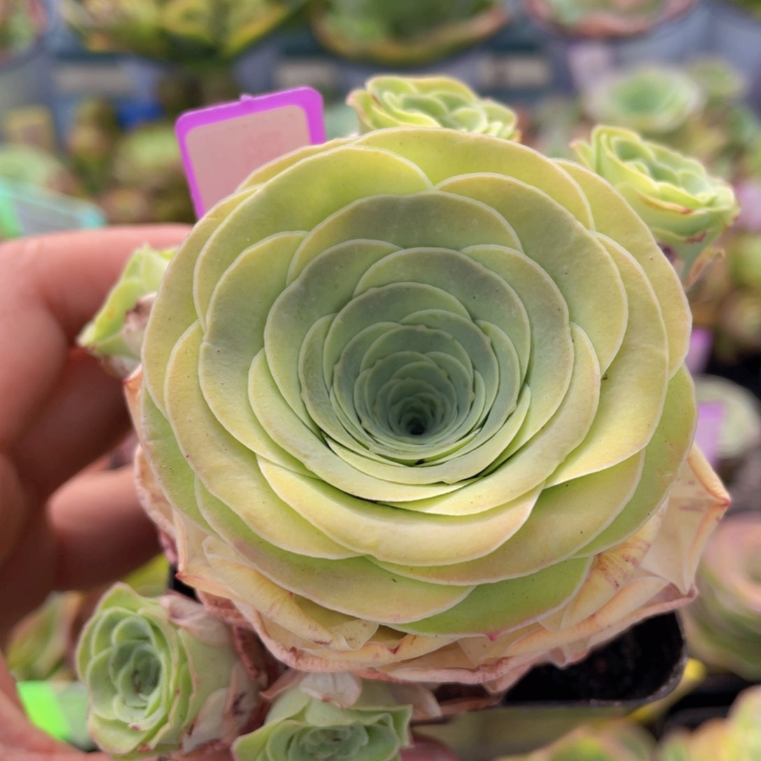 轻甜多肉J108一物一拍