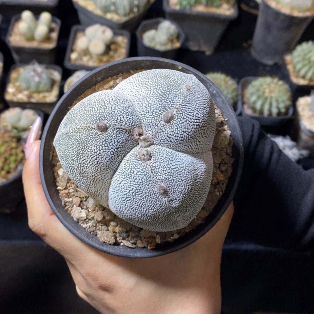 实生矮体恩 品相自观如图