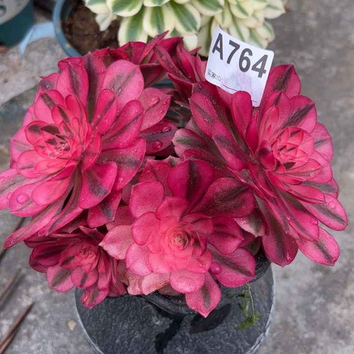 764倾城朵朵18厘米左右