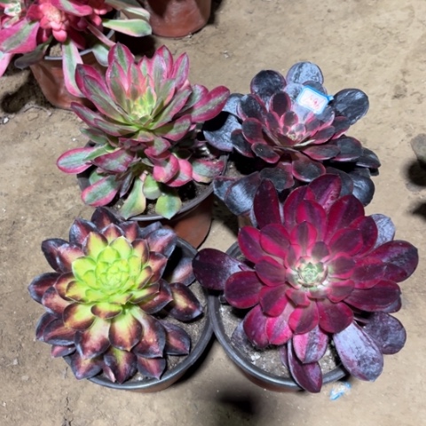 496多肉植物组合