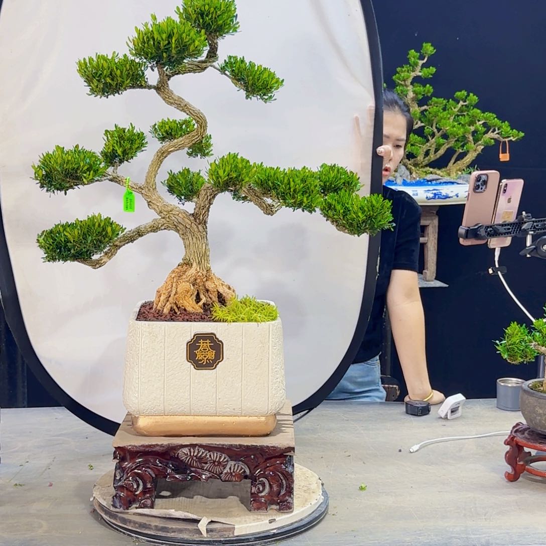 用****9高端盆景艺术作品