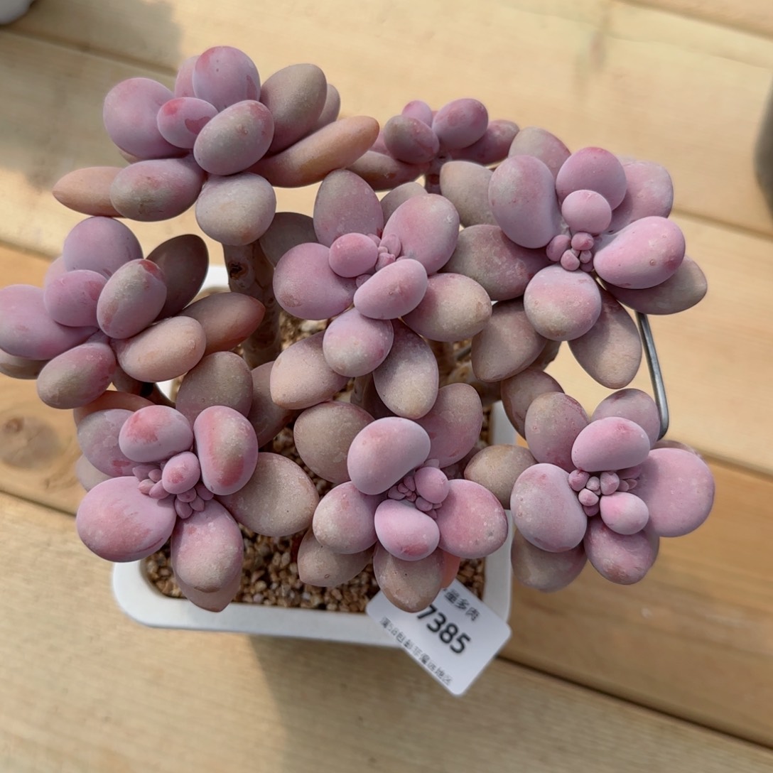 桃蛋无砍，7385多肉植物