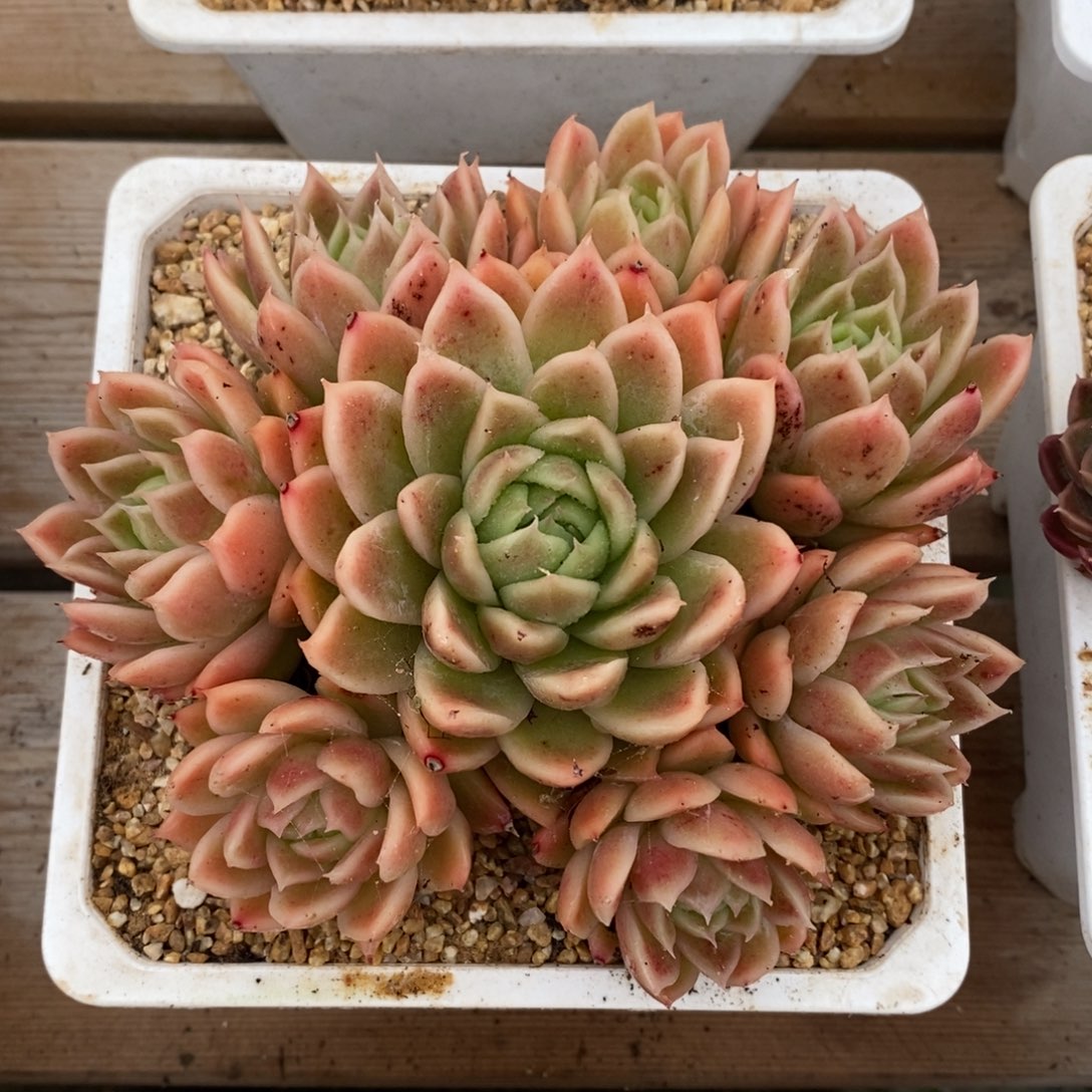 自助下单一物一拍多肉可寄养-小脸东云宽叶