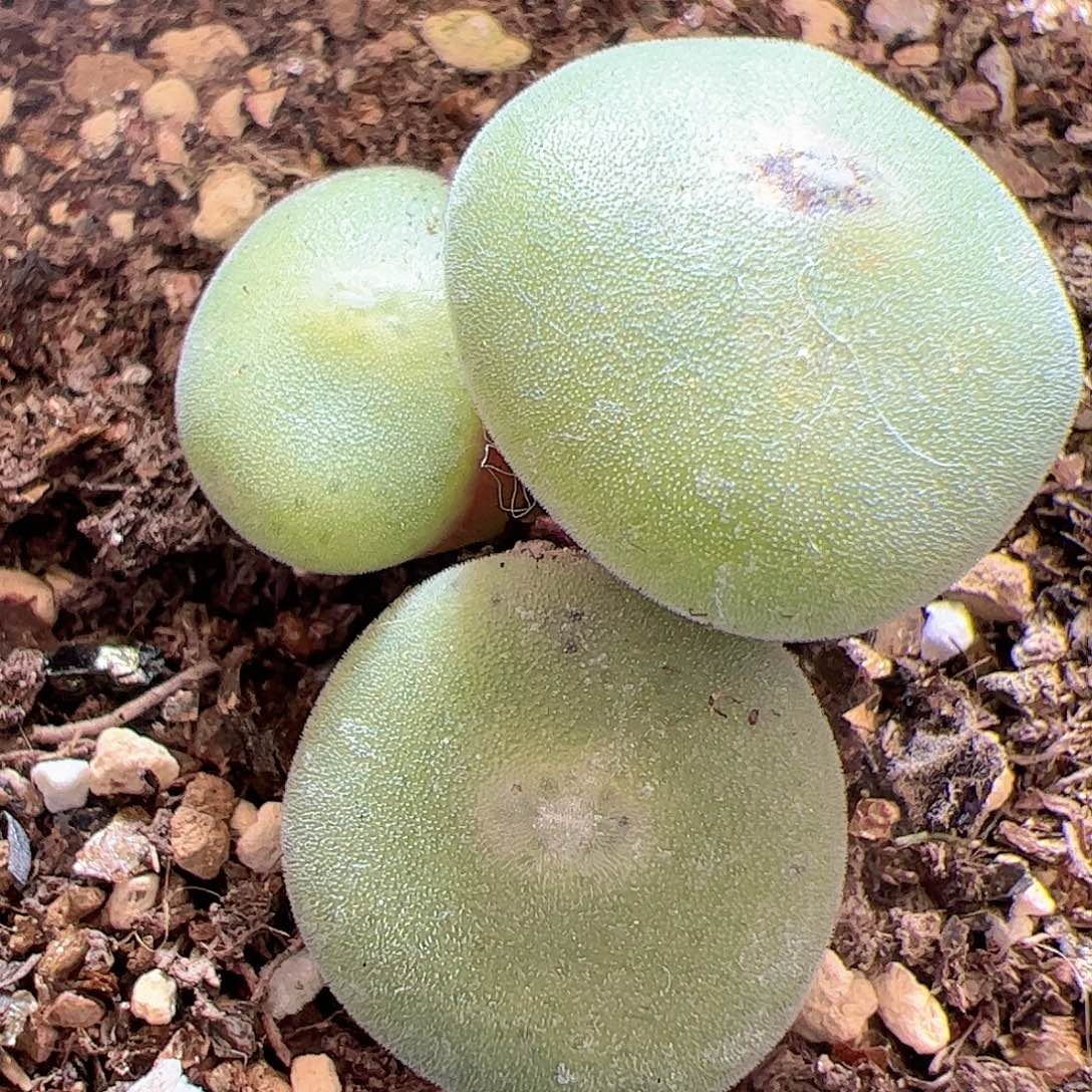 【闪购商品】220 毛饼