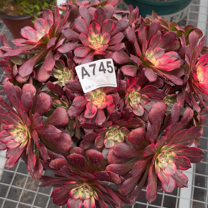 745烟花朵朵25厘米左右