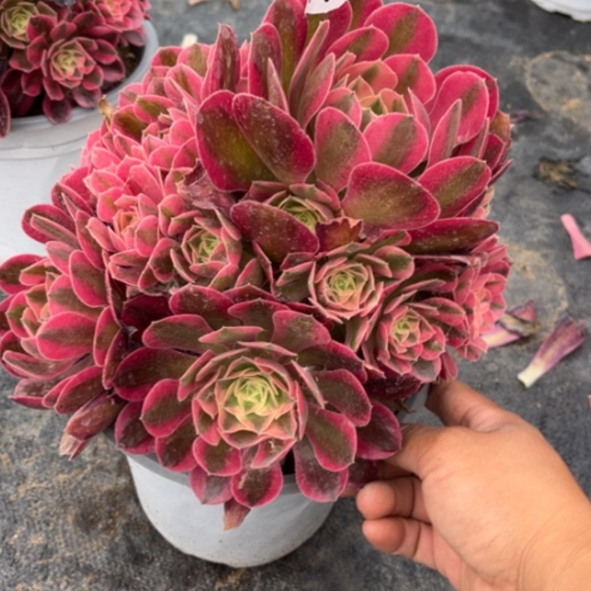 【闪购商品】121粉女巫多肉法师