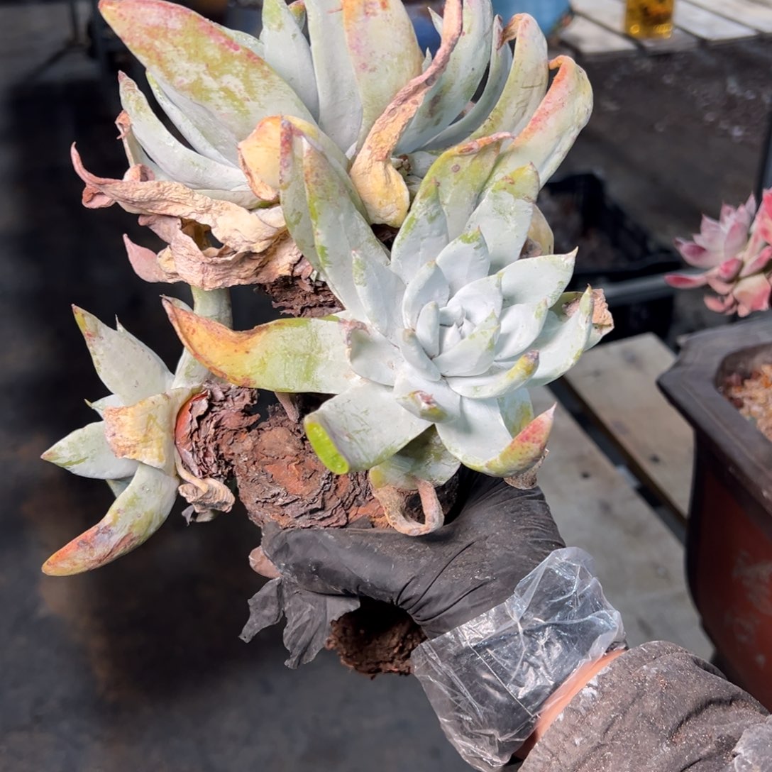 9119赛丽娜瑕疵福利哈哈哈