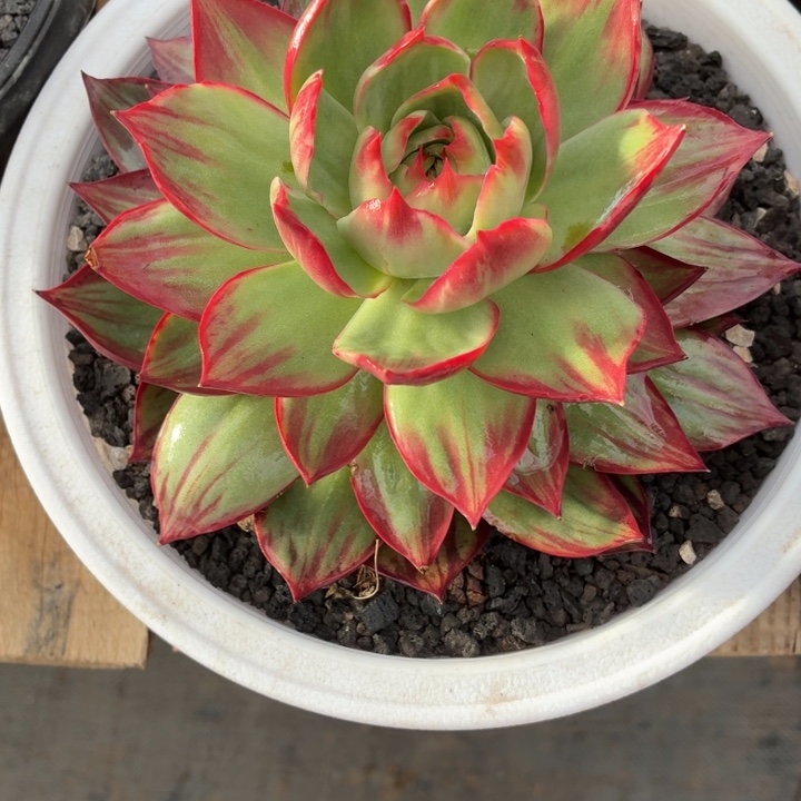 ****比惊鸿仙子补差价二个