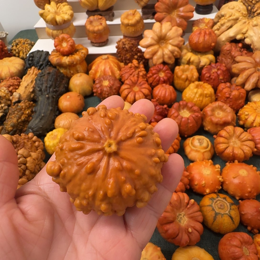 快***乐墨西哥葫芦瑕疵不退换