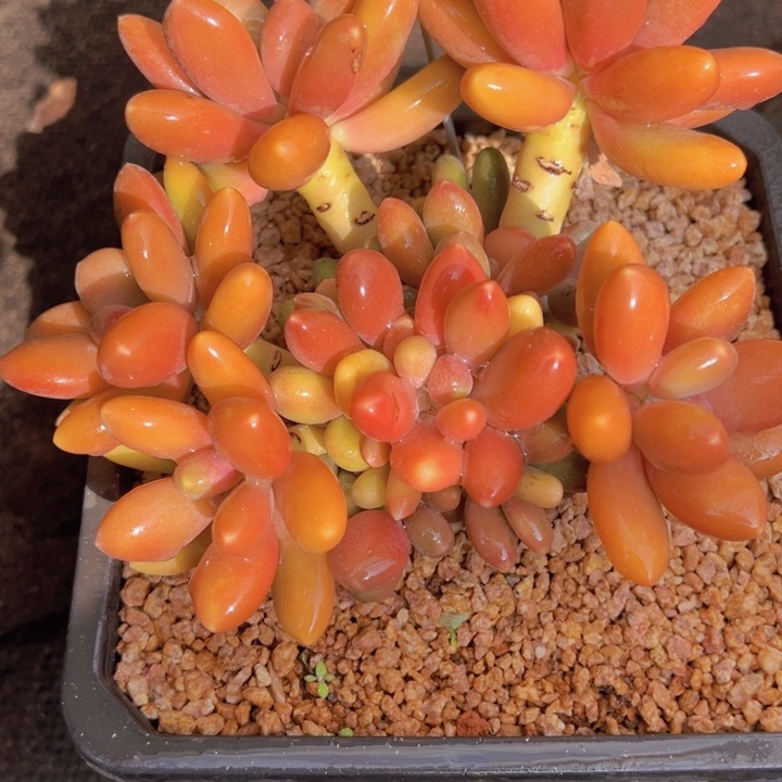 一物一拍多肉植物