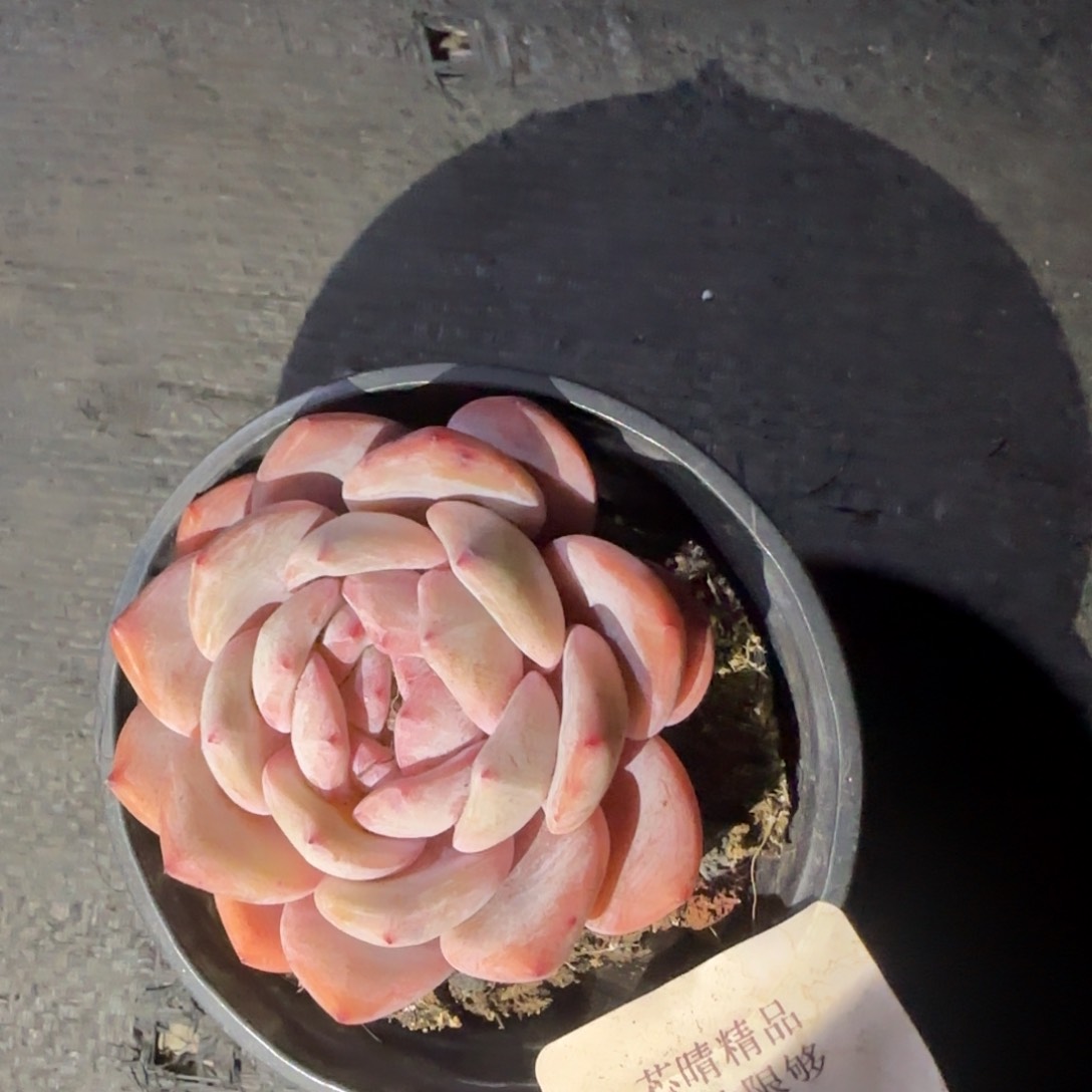 闪购精品多肉153号