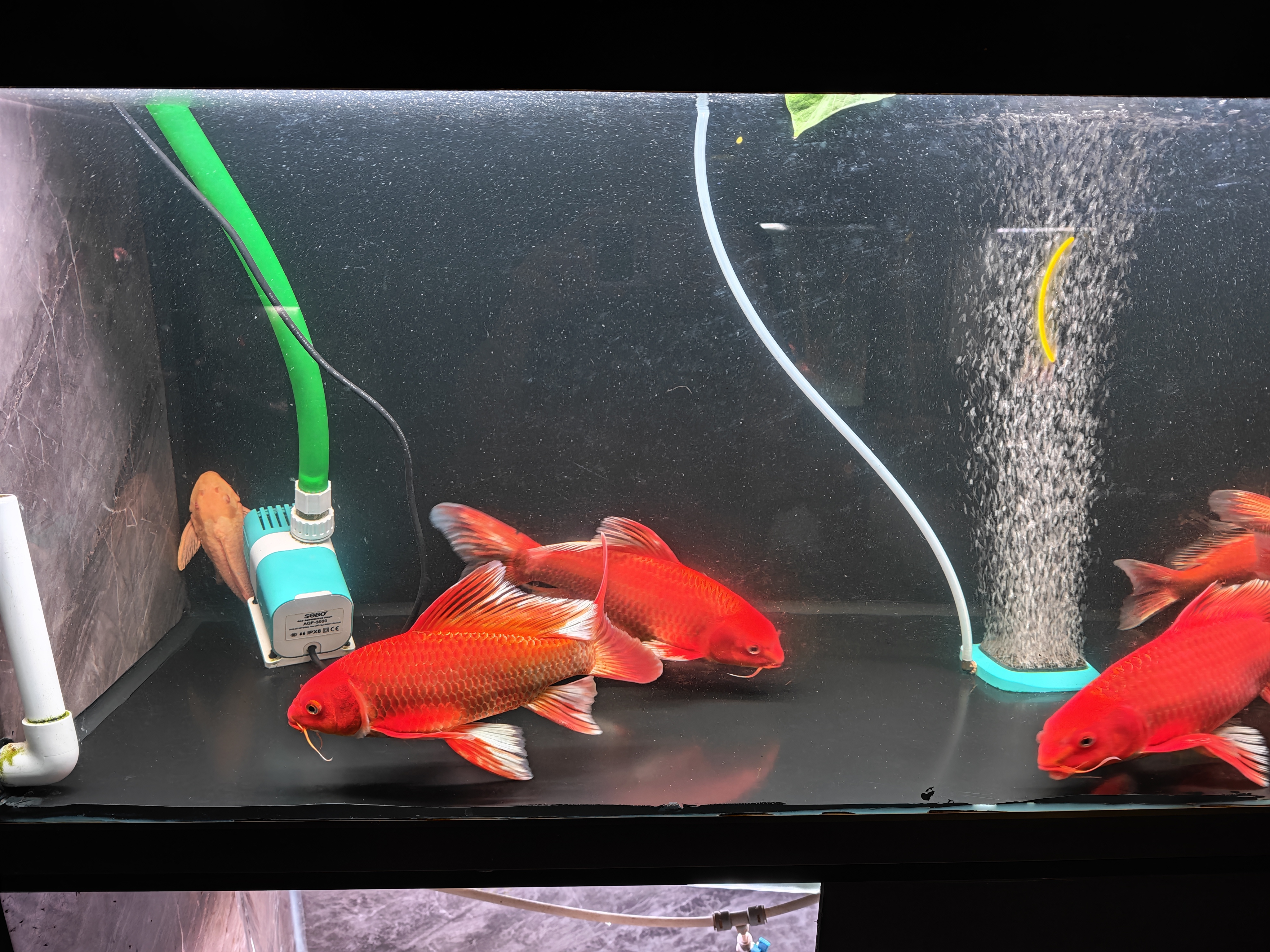 精品20公分红蝴蝶鲤