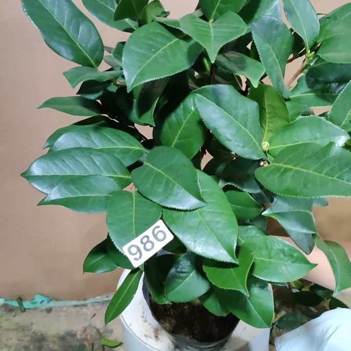 986姚黄，原盆原土发货，不包邮