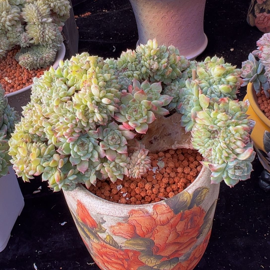 小桃花冰魄缀天天开心